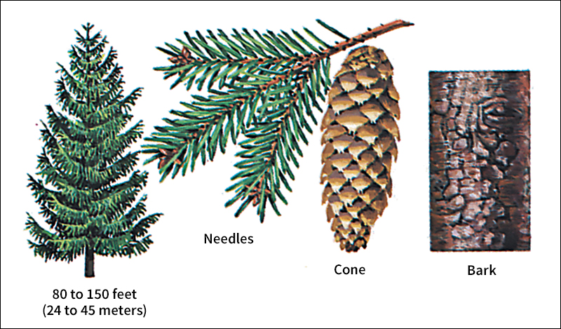 Norway spruce