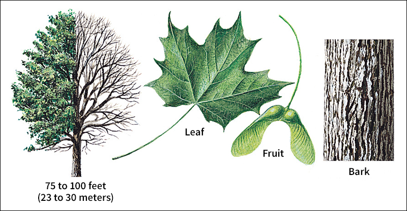 Sugar maple