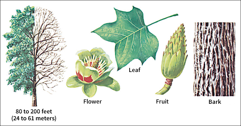 Yellow-poplar