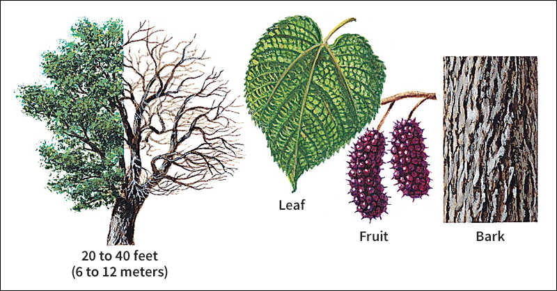 Red mulberry