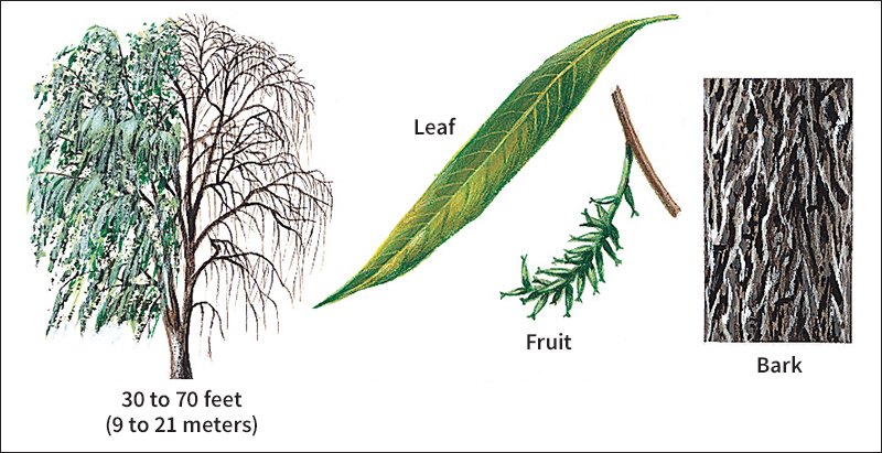 Weeping willow
