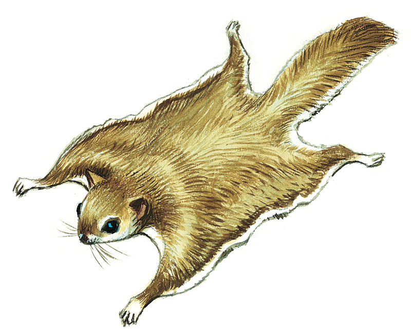 Flying squirrel