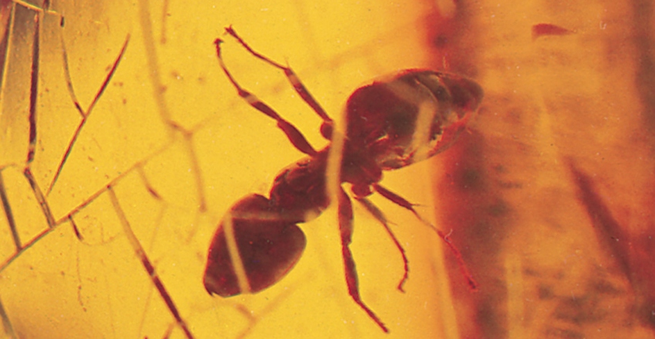 Ant fossil in amber