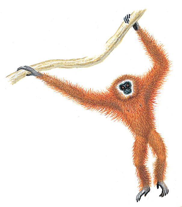 Gibbon