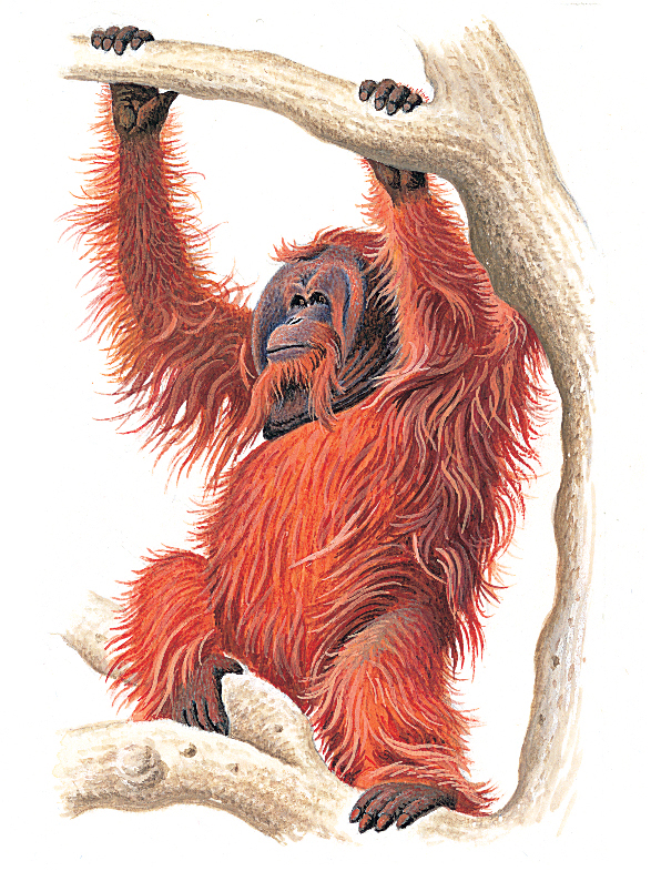 Orangutan