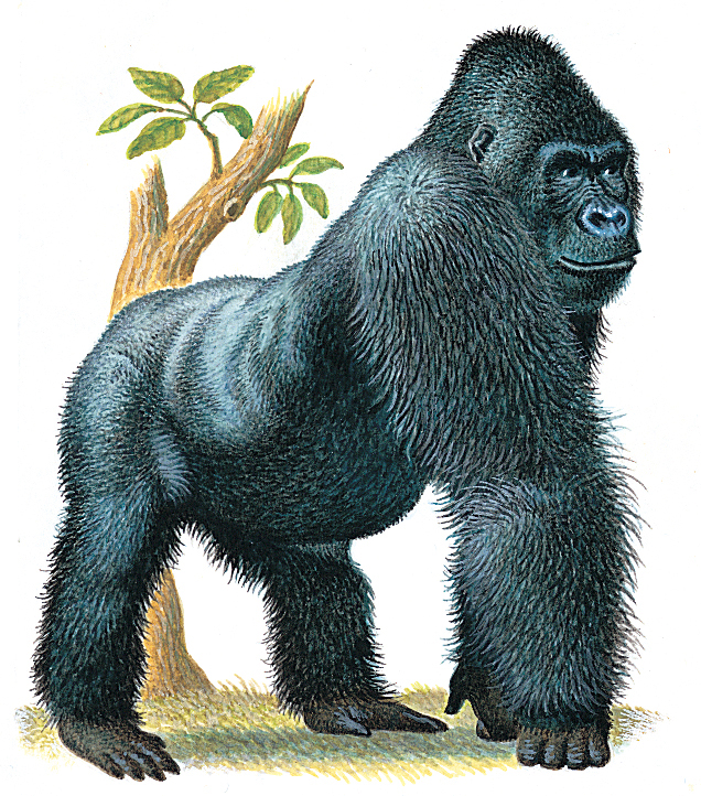 Gorilla