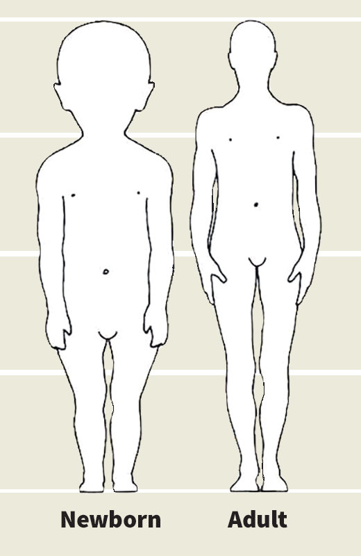 Body proportions