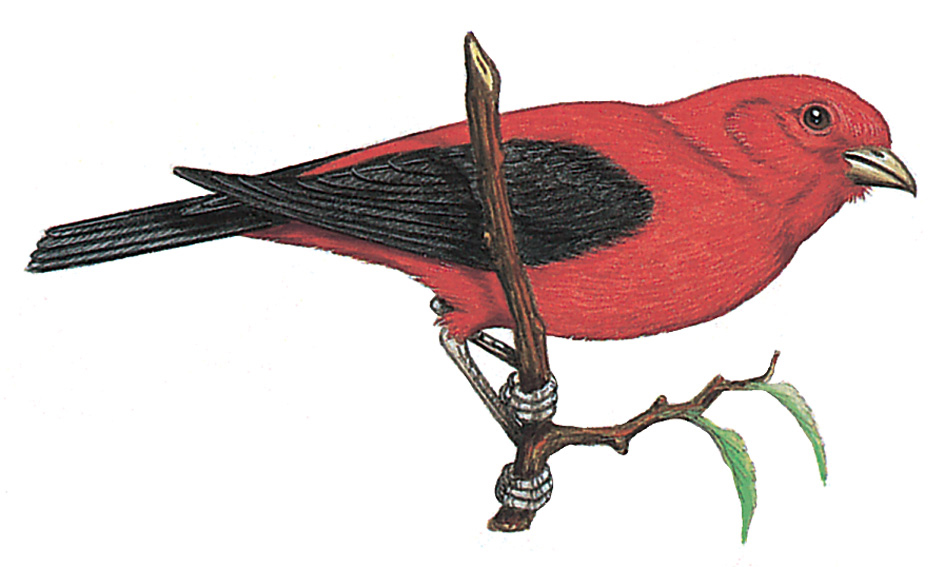 Scarlet tanager