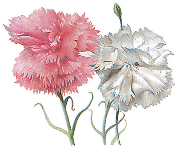 Carnations