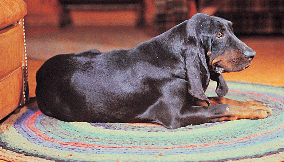 Black and tan coonhound