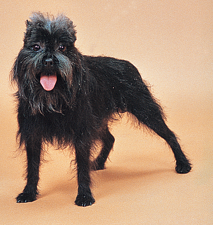 Affenpinscher