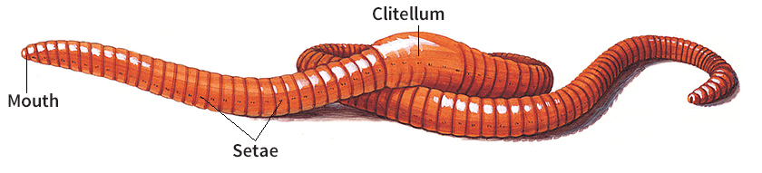 Body of an earthworm