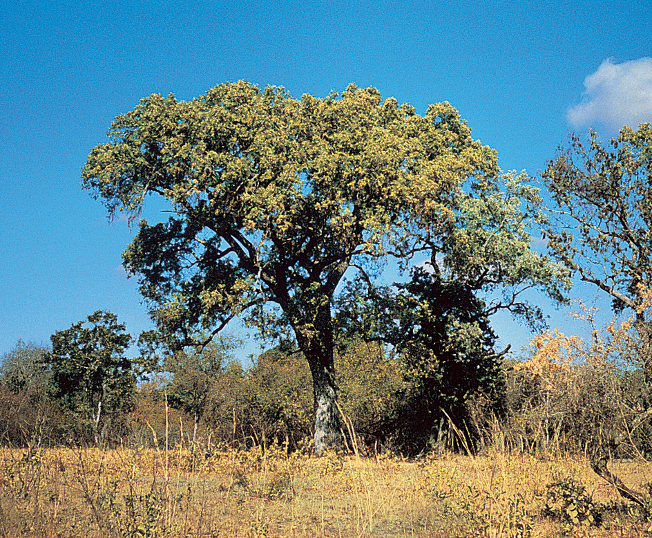 Ebony tree