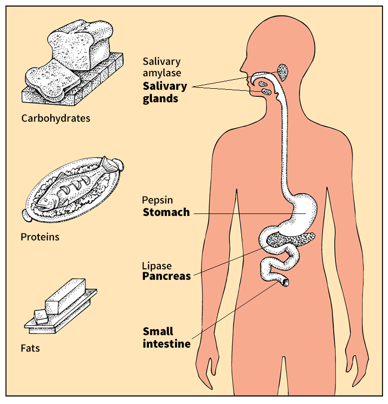 Enzymes