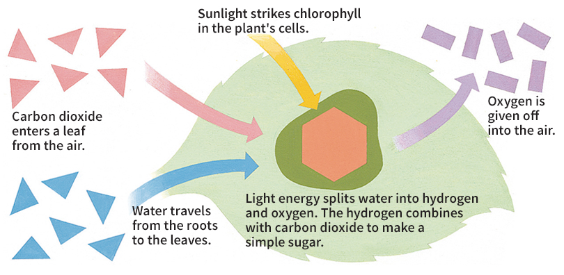 Photosynthesis