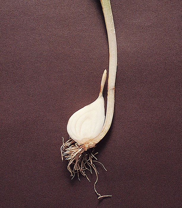 A tulip bulb's fat leaves store food underground in winter.