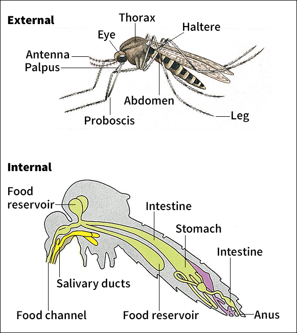 Body of a mosquito