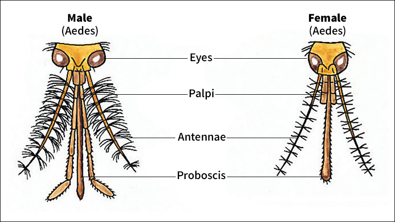 Heads of mosquitoes