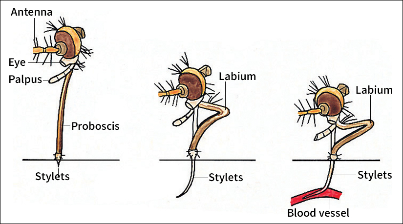 How a mosquito bites