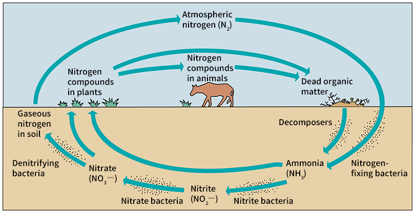 Nitrogen cycle