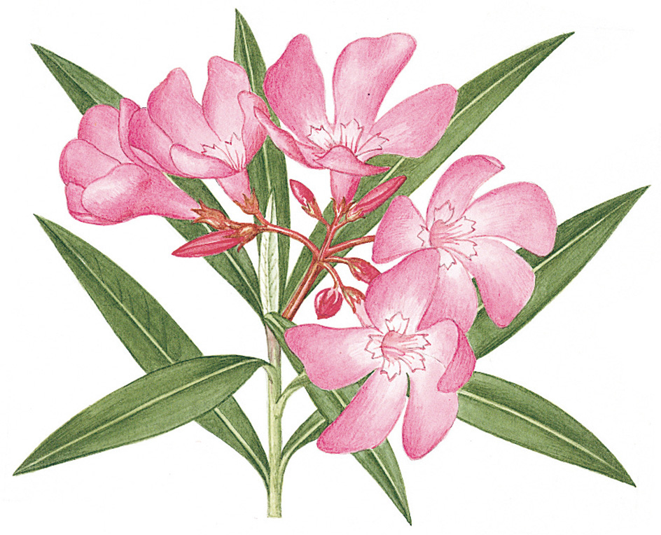 Oleander