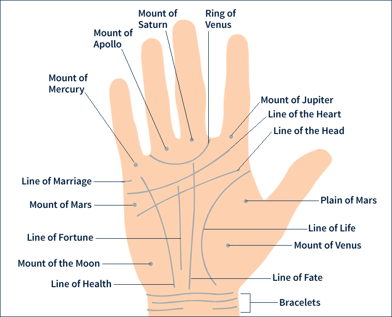 Features of the hand in palmistry