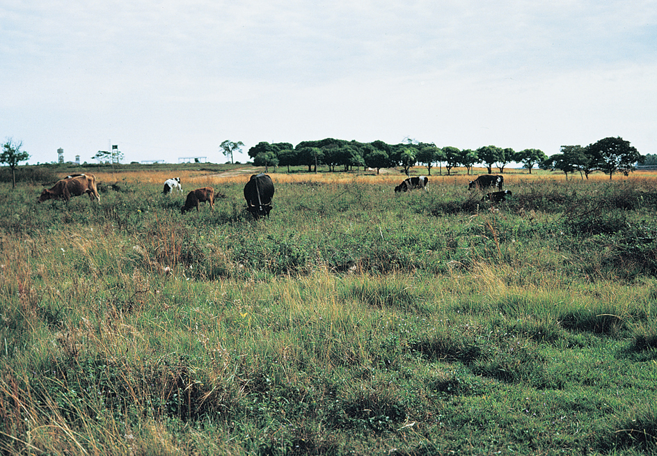 Cattle ranching in Paraguay