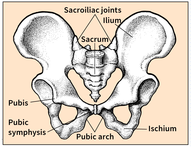 Pelvis