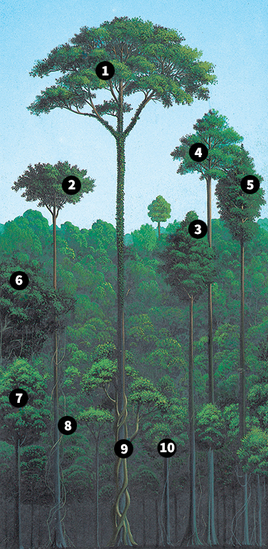 Plants of the tropical rain forest