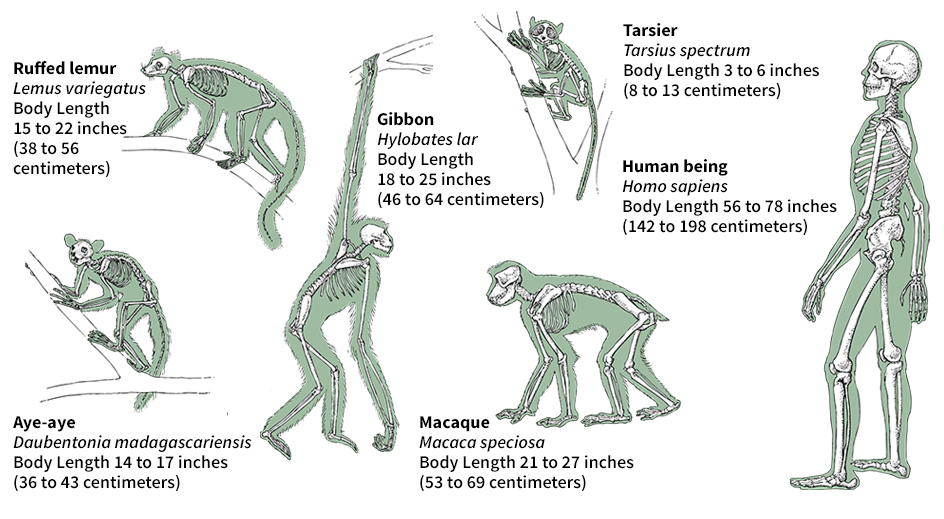 Some kinds of primates