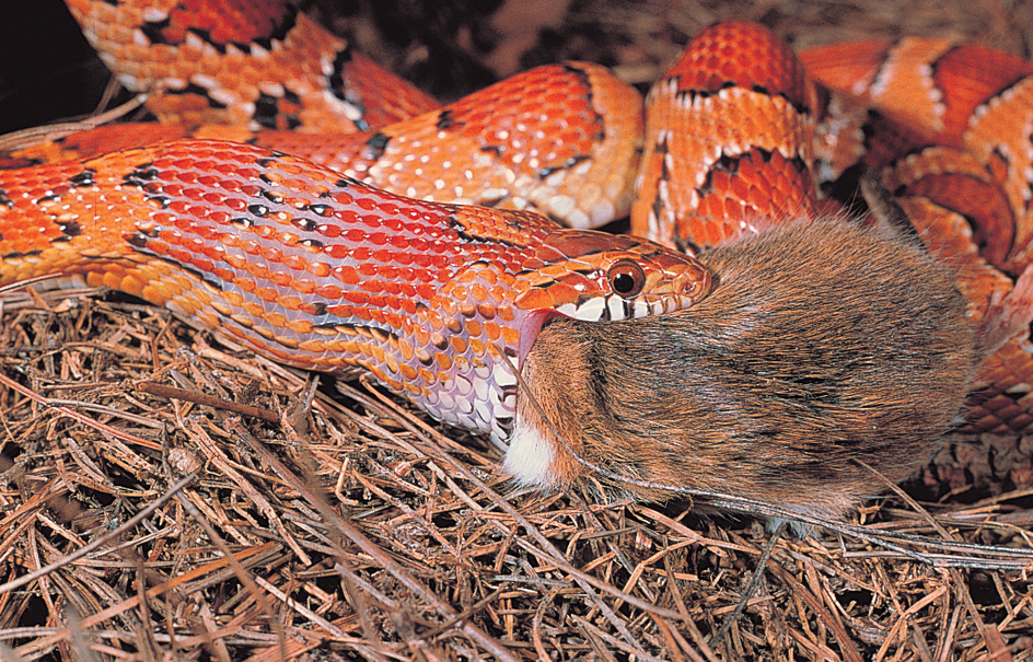 How a snake swallows its prey