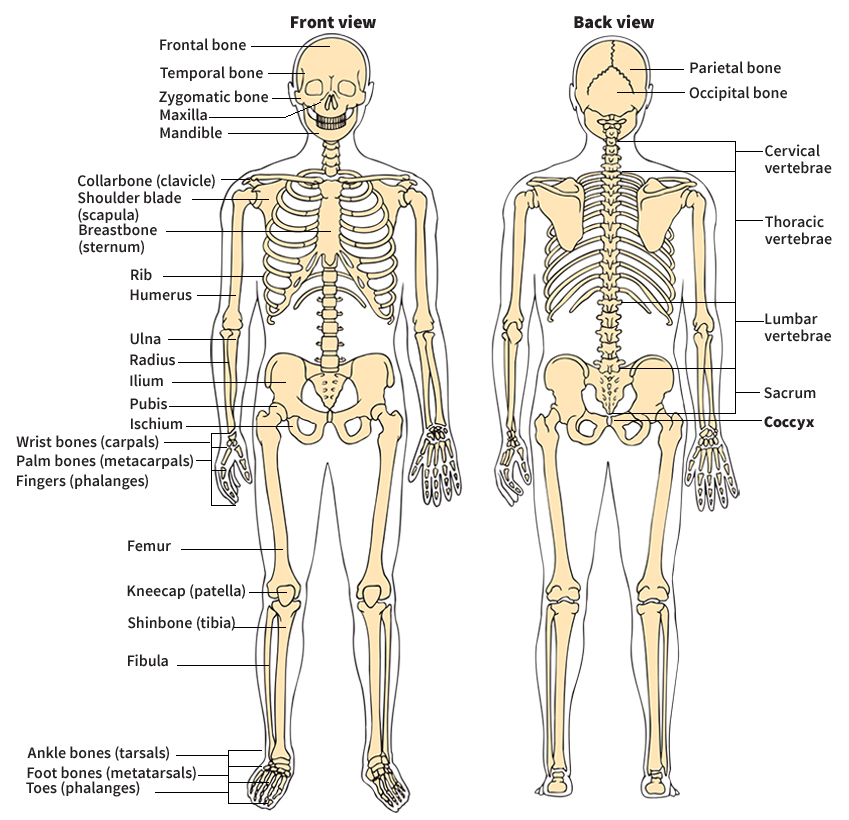 Human skeleton