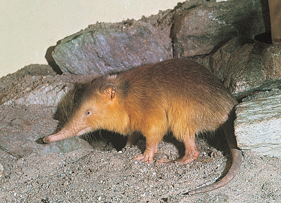 Solenodon