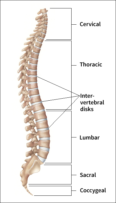 Divisions of the spine