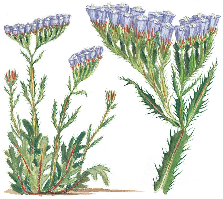 Sea lavender