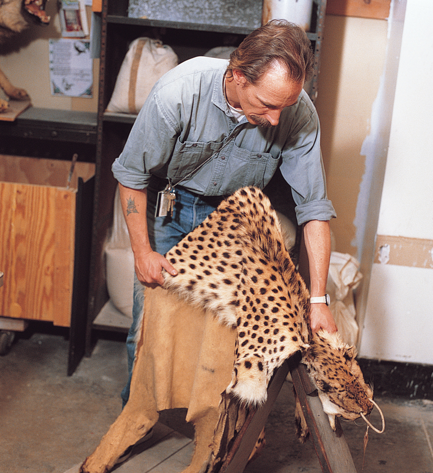 A taxidermist preserves the skin of an animal