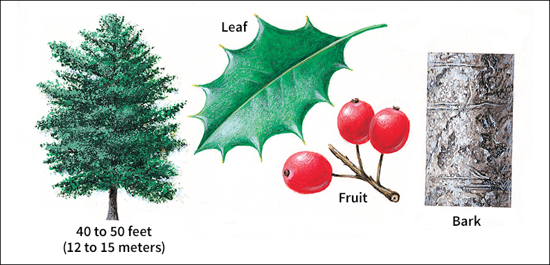 American holly