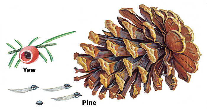 Seeds of needleleaf trees