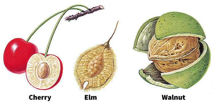 Seeds of broadleaf trees