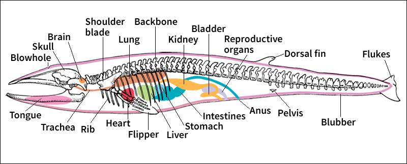 Body of a female fin whale