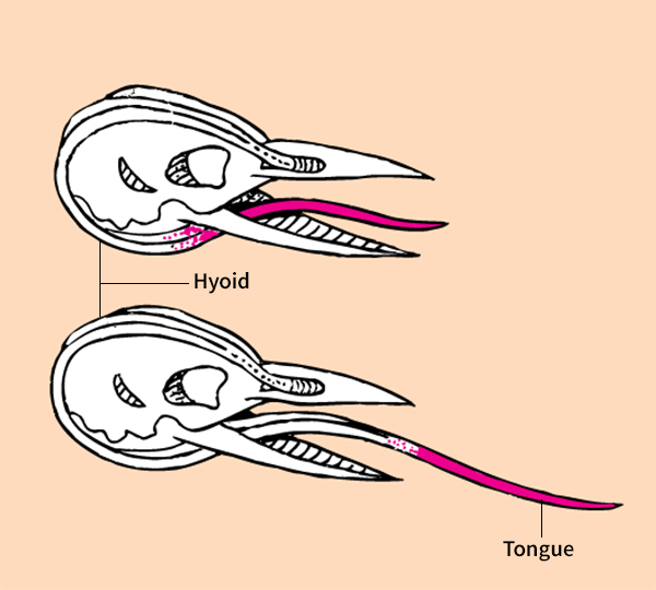 Woodpecker's tongue