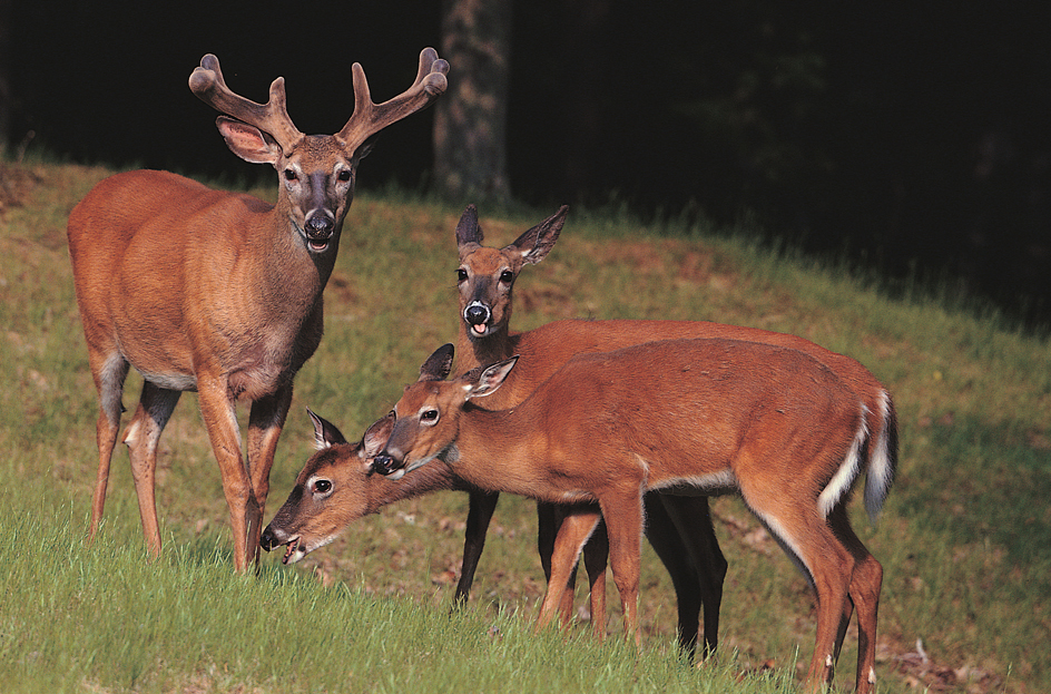 White-tailed deer