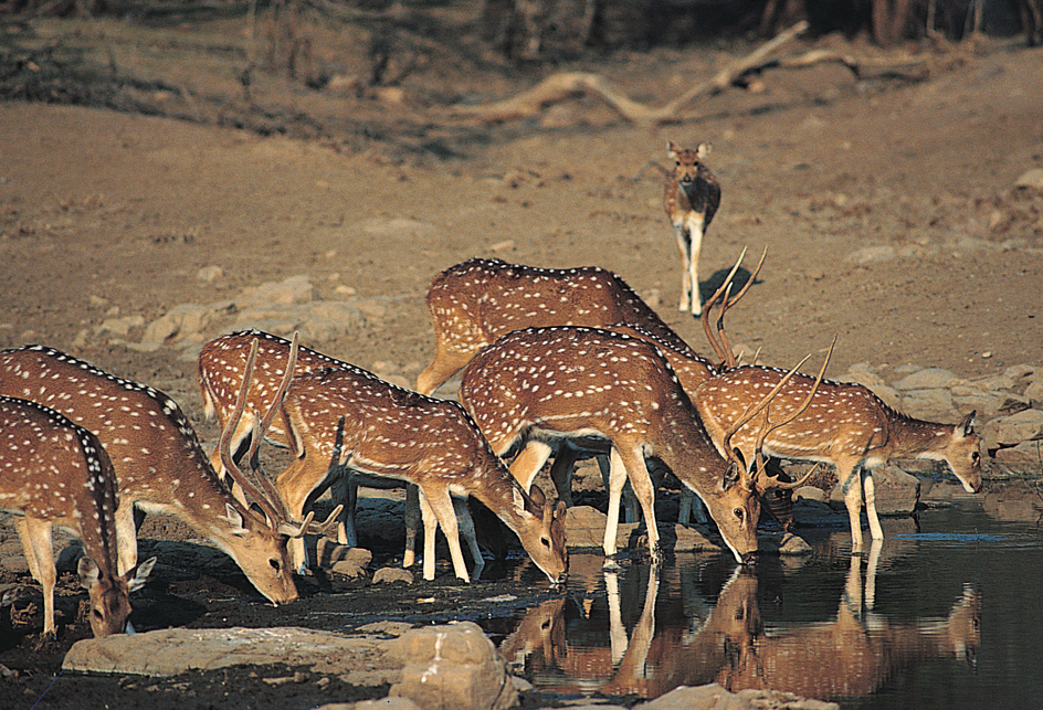 Chital deer