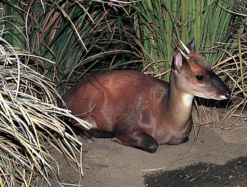 Brocket deer