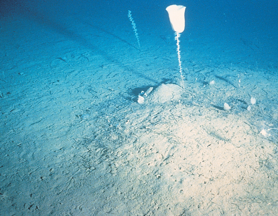 Glass sponge