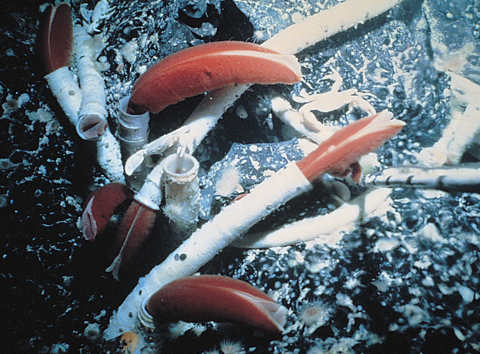 Giant tubeworms