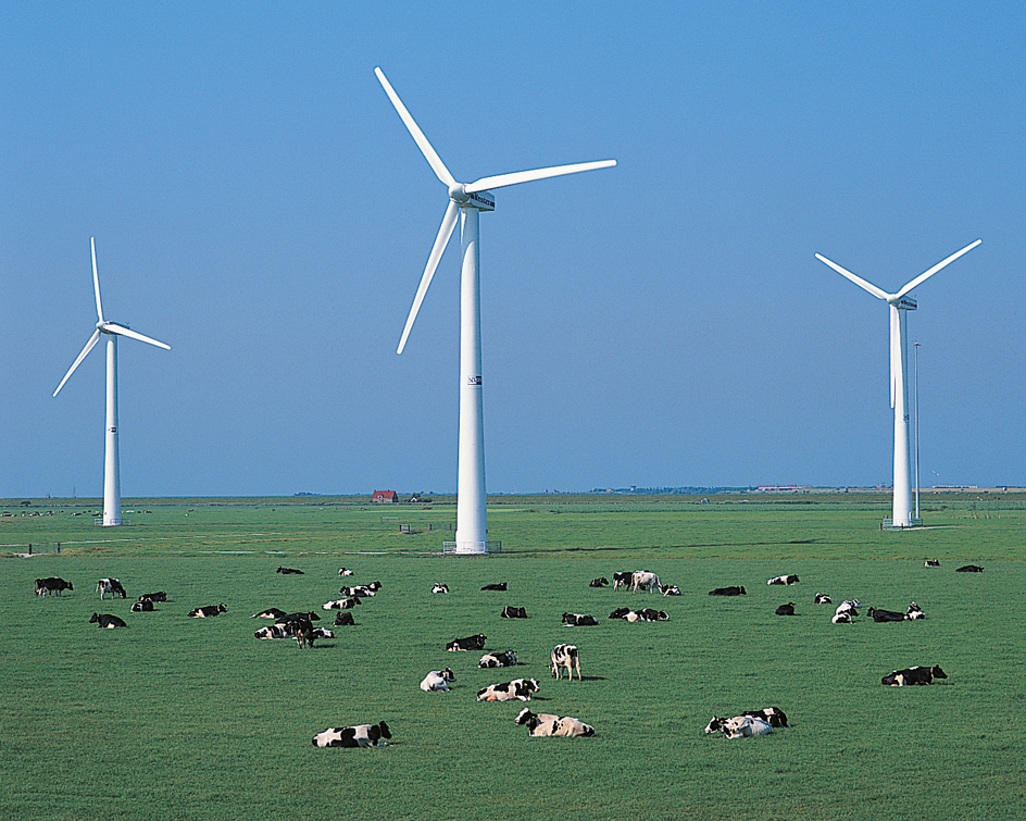 Wind turbines on a dairy farm