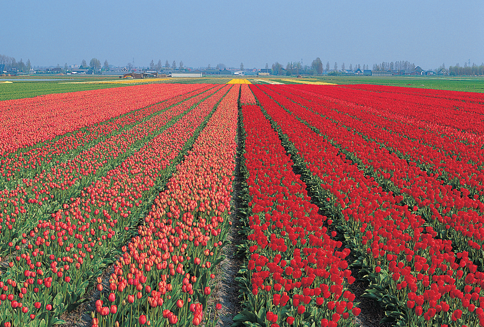 Tulip fields