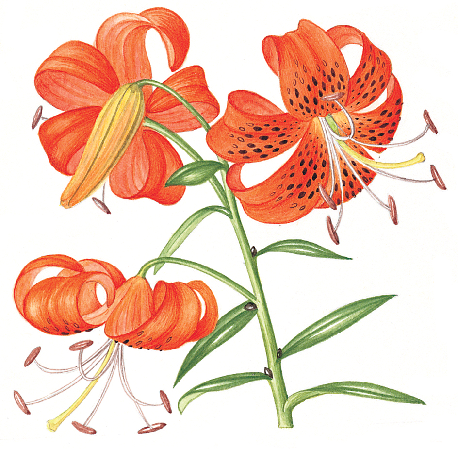 Tiger lily flowers