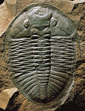 Mold preserved a trilobite